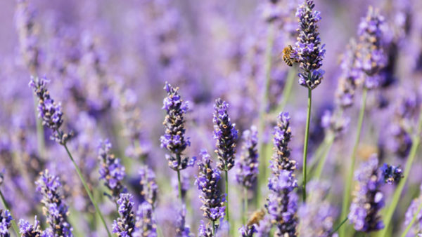 The Lavender Labyrinth – the farmstand